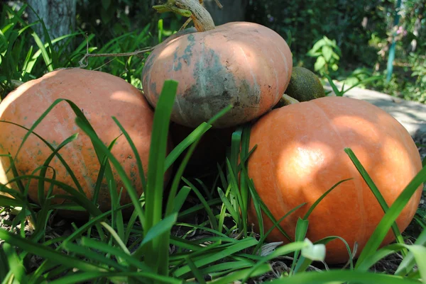 Pumkins — Zdjęcie stockowe