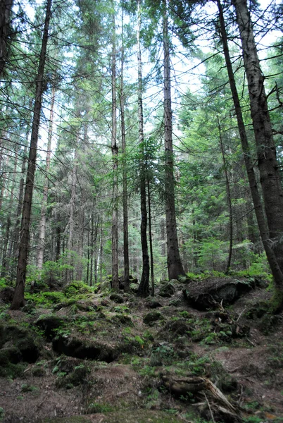 Borovicový les, v horách Karpat — Stock fotografie