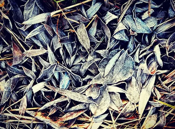 Herfstbladeren Het Gras — Stockfoto