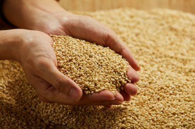 Palmiyelerde fındık