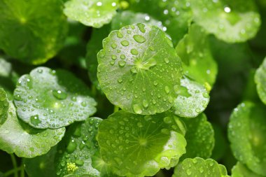 gotu kola yaprakları