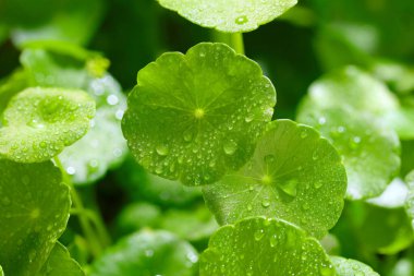 gotu kola yaprakları