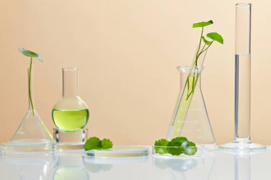 Centella asiatica (gotu kola) ile arka plan kozmetik araştırma ve geliştirme. Centella asiatikası olan biyo-cilt kremi ürünü. Doğal organik güzellik kozmetik konsepti.