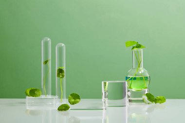 Biyolojik deney için Yeşil Arkaplan Centella asiatikası biyolojik test tüplerinde Centella asiatica yaprakları ve yeşil su sunumu. Centella asiatica temelli kozmetik ürünleri .