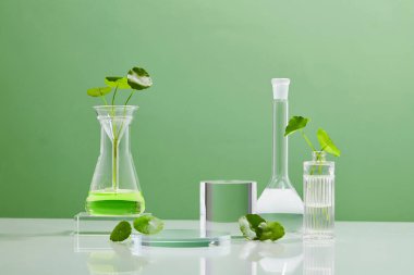 Biyolojik deney için Yeşil Arkaplan Centella asiatikası biyolojik test tüplerinde Centella asiatica yaprakları ve yeşil su sunumu. Centella asiatica temelli kozmetik ürünleri .