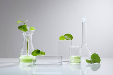 Centella asiatica (gut kola) ile arka plan kozmetik araştırma ve geliştirme. Centella asiatikası olan biyo-cilt kremi ürünü. Doğal organik güzellik kozmetik konsepti.