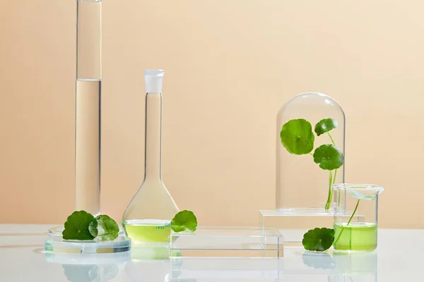 背景实验研究与开发与心房着丝点 Gotu Kola 科学的生物护肤乳膏血清产品 天然有机化妆品概念 — 图库照片