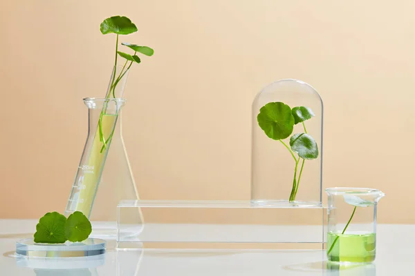 Achtergrond Cosmetisch Laboratoriumonderzoek Ontwikkeling Met Centella Asiatica Gotu Kola Wetenschap — Stockfoto