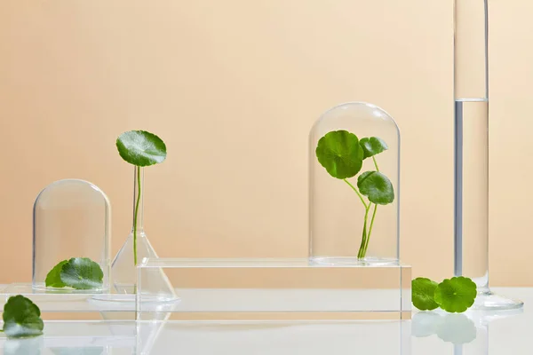 Background Cosmetic Laboratory Research Development Centella Asiatica Gotu Kola Science — Stock Photo, Image