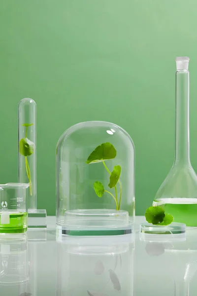 Green Background Centella Asiatica Biological Experiment Presentation Centella Asiatica Leaves — 스톡 사진