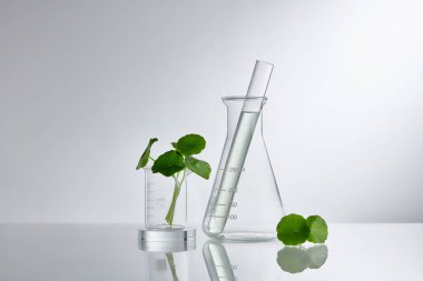 Centella asiatika özüyle bilimsel deney. Kozmetik şişe kapları için boş podyum camı.