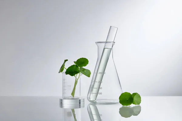 Scientific Experiment Centella Asiatica Extract Empty Podium Glass Cosmetic Bottle — Stock Photo, Image