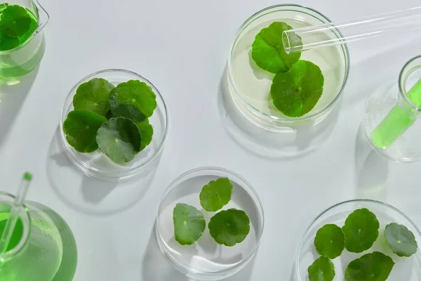 Vetenskapligt Experiment Med Extrakt Centella Asiatica Tomma Podium Glas För — Stockfoto