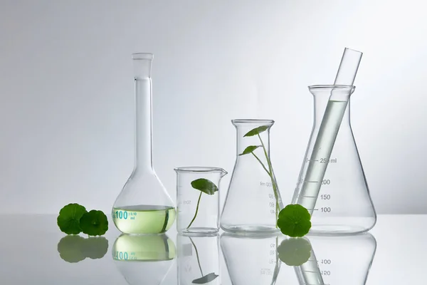 Vetenskapligt Experiment Med Extrakt Centella Asiatica Tomma Podium Glas För — Stockfoto