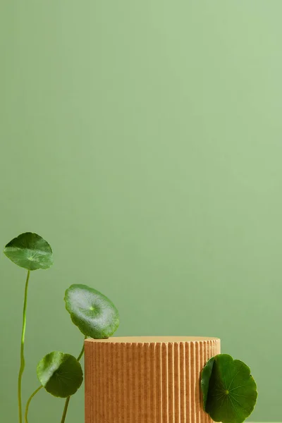 Kosmetikflaschen Auf Einem Podium Griechischen Stil Mit Zutaten Von Centella — Stockfoto