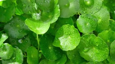 Centella asiatica, su damlacıkları olan parlak yeşil yapraklarda yoğunlaşmıştır.