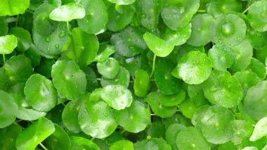 Centella asiatica, su damlacıkları olan parlak yeşil yapraklarda yoğunlaşmıştır.