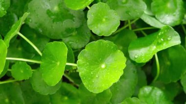 Centella asiatica, su damlacıkları olan parlak yeşil yapraklarda yoğunlaşmıştır.