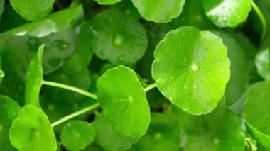 Centella asiatica, su damlacıkları olan parlak yeşil yapraklarda yoğunlaşmıştır.