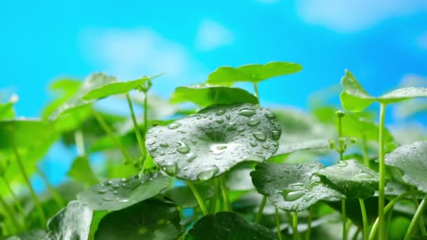 Centella Asiatica Concentra Folhas Verdes Brilhantes Com Gotas Água — Vídeo de Stock