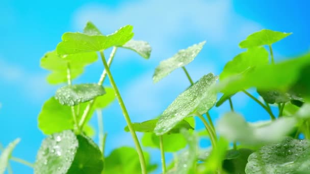 Centella Asiatica Concentrata Foglie Verde Brillante Con Goccioline Acqua — Video Stock