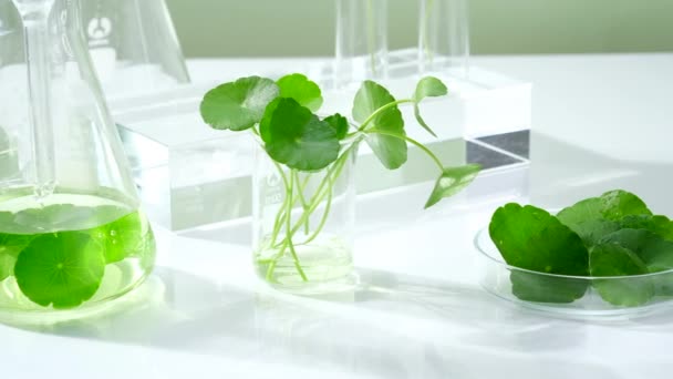 Pesquisa Produtos Produção Centella Asiatica Laboratório — Vídeo de Stock