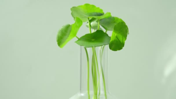 Product Research Production Centella Asiatica Laboratory — Stock Video