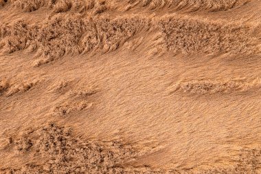 Hasattan önce hasar görmüş bir tahıl tarlası. Kulakları yukarıdan görülüyor.