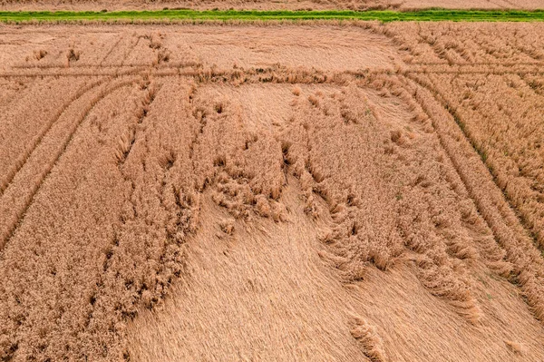 Vista Aérea Campo Grãos Marcado Por Fortes Chuvas Com Faixas — Fotografia de Stock