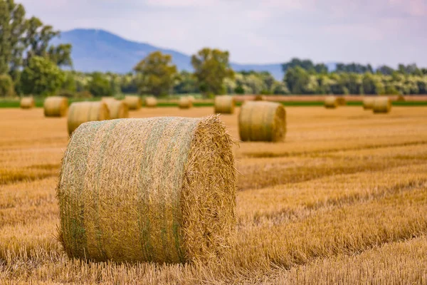 Een Hooibaal Met Veel Stengels Stengels Strooogst Het Veld — Stockfoto