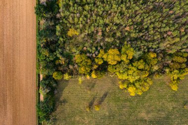 Alman karışık ormanlarındaki kuraklık ve fırtınalar yüzünden orman manzarası yok oluyor.