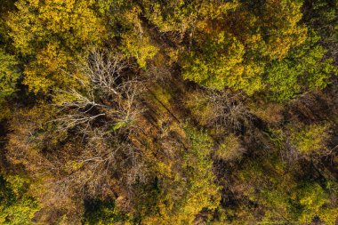 Almanya 'da karışık bir ormanda yeşil, sarı ve turuncu yaprak döken ağaçların havadan görünüşü