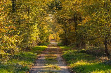 Arkaplanda renkli bir sonbahar havasında dört ağaç ve yapraklı bir orman posteri.