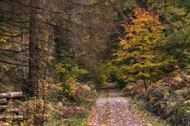 Avrupa 'da sonbahar havası olan ıssız bir orman yolu.
