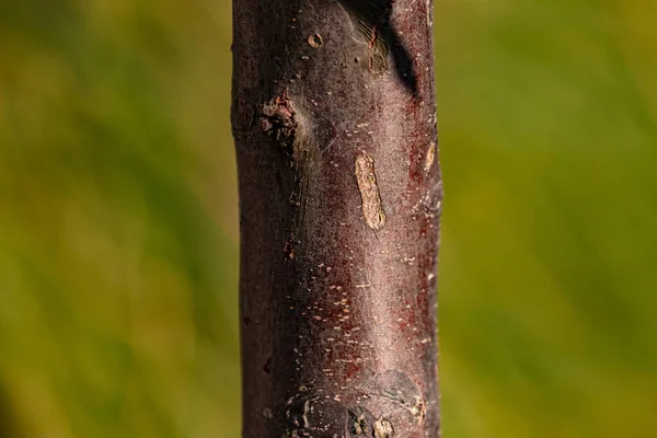 直径約8センチの若い赤茶色の木の幹 — ストック写真