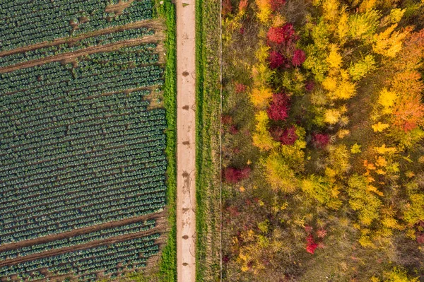 Composição Colorida Natureza Com Agricultura Floresta Decídua Outonal — Fotografia de Stock