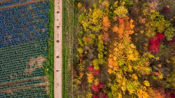 Composição Colorida Natureza Com Agricultura Floresta Decídua Outonal — Fotografia de Stock