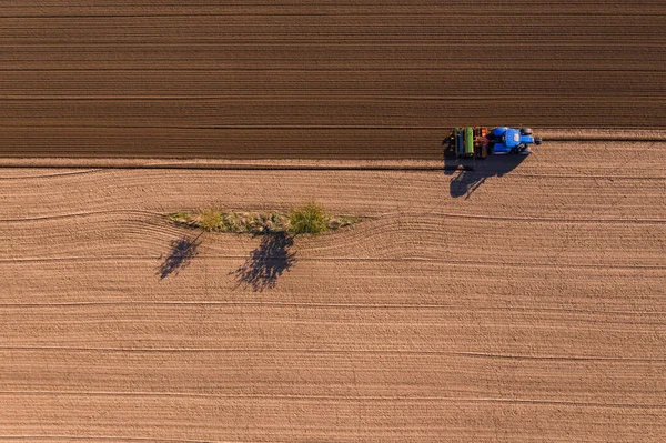 Une Seule Petite Bande Fleurs Dans Champ Brun Labouré Entouré — Photo