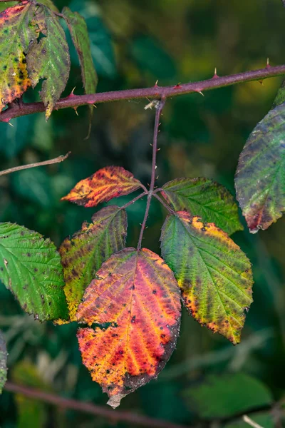 Ayırt Edici Renk Şekillere Sahip Bir Sonbahar Yaprağının Renkli Görüntüsü — Stok fotoğraf