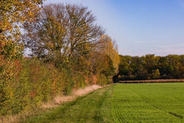 Une Forêt Solitaire Avec Nombreuses Feuilles Colorées Sur Sol Dans — Photo