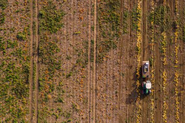 Turuncu bir Hokkaido bal kabağı tarlası Ekim ayında Almanya 'da görülmeyi bekliyor.