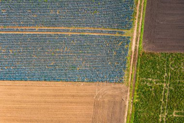 Almanya 'nın güneyinde toprak bir yol, yukarıdan insansız hava aracı ile görülen renkli tarlaları ayırıyor.