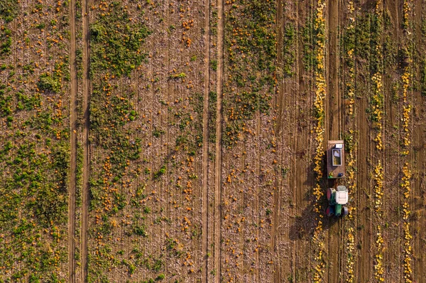 Campo Zucche Arancioni Hokkaido Attende Raccolto Ottobre Visto Dall Alto — Foto Stock