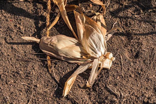 Corn plants are becoming more susceptible to disease due to the persistent drought