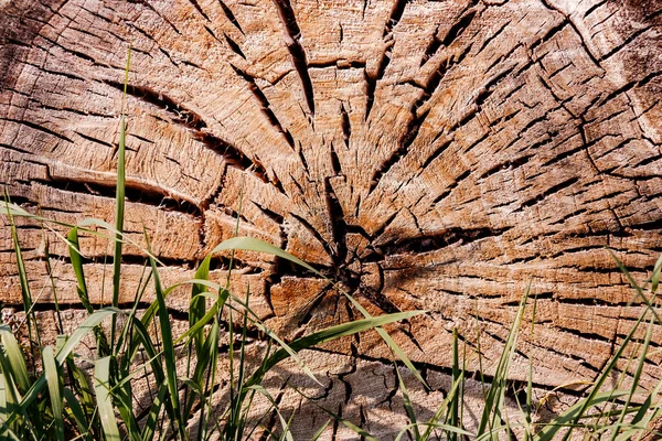 倒木の年輪は 何年もの間にどれだけ速く成長したかを示しています — ストック写真