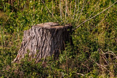 Çayır yaşam alanı, ağaçların ve bitkilerin yok olması ve yaşamın yeniden ortaya çıkabilmesinden doğar.