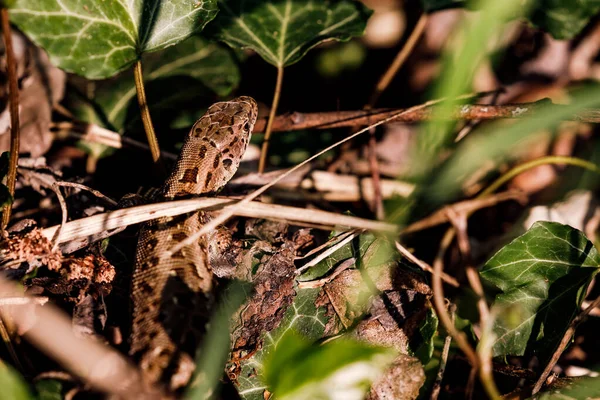 Den Auwäldern Den Deutschen Flüssen Ist Eine Vielfältige Fauna Finden — Stockfoto