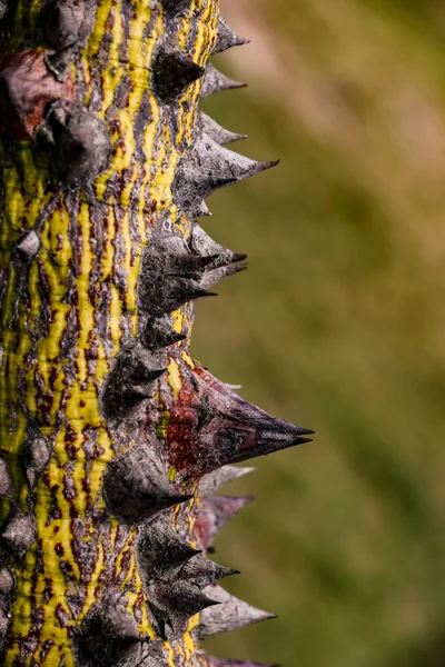 Die Üppig Grüne Natur Des Inselstaates Mauritius Bringt Seltsame Und — Stockfoto