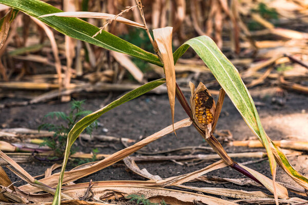 Corn plants are becoming more susceptible to disease due to the persistent drought