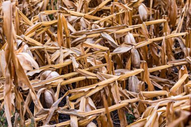 Almanya 'da yaşanan kuraklık ve fırtına sonucu hasara yol açtı.
